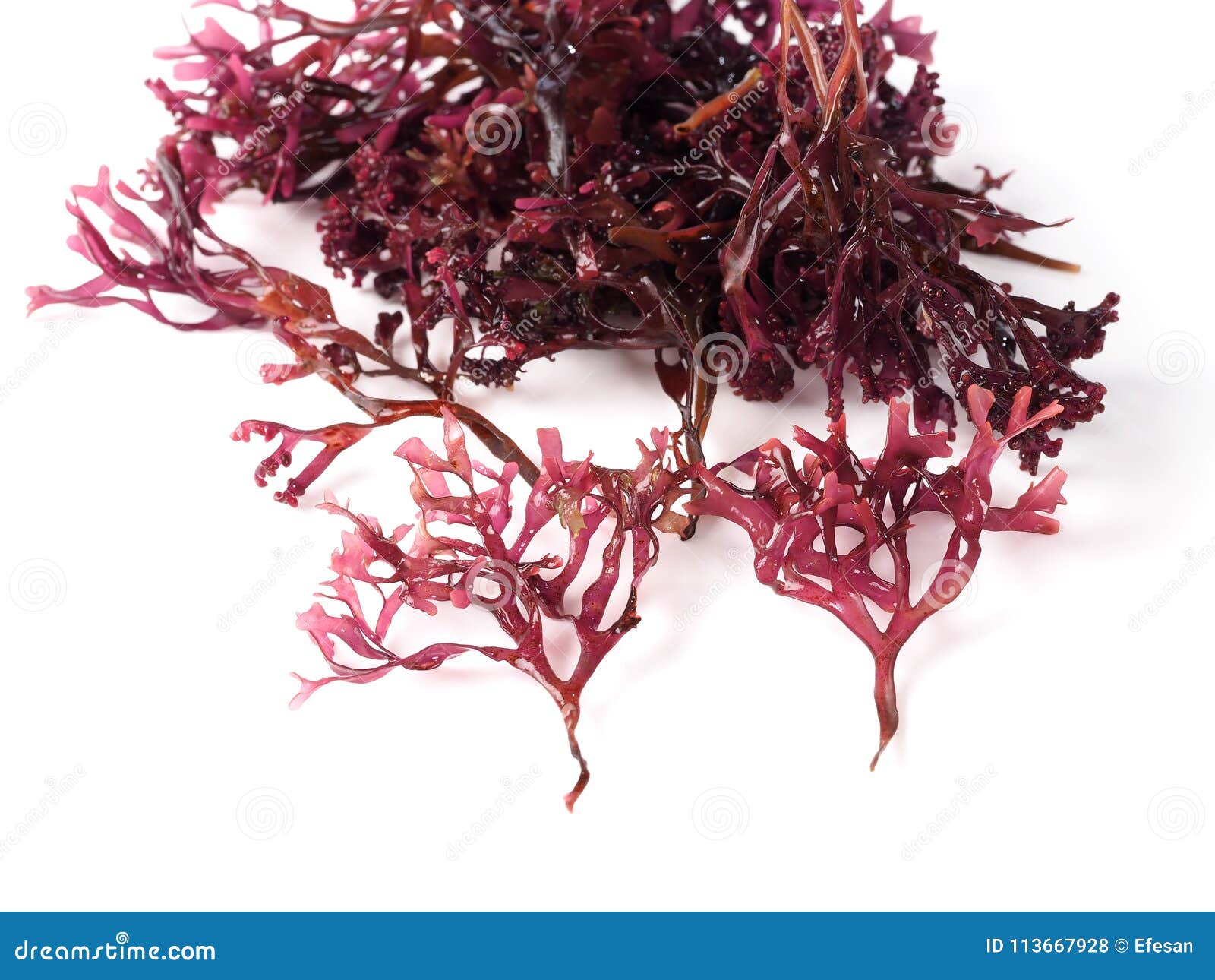 musgo estrellado Ã¢â¬â false irish moss - carrageen moss